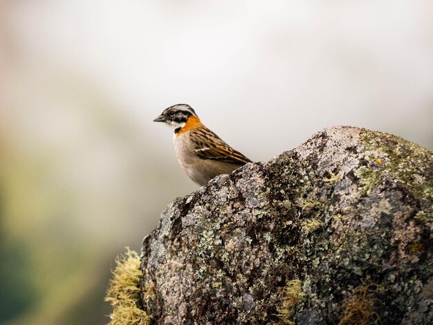 Close-up van een vogel die zit