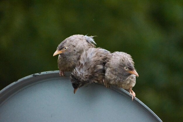 Close-up van een vogel die zit