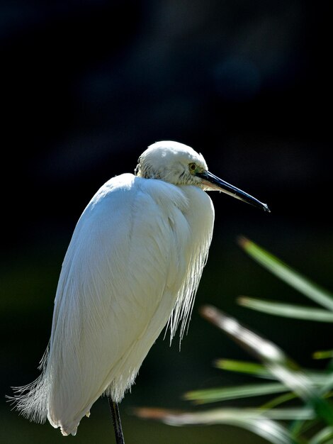 Foto close-up van een vogel die zit