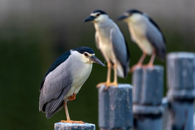 Foto close-up van een vogel die zit