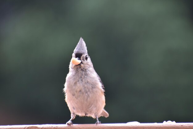 Foto close-up van een vogel die zit