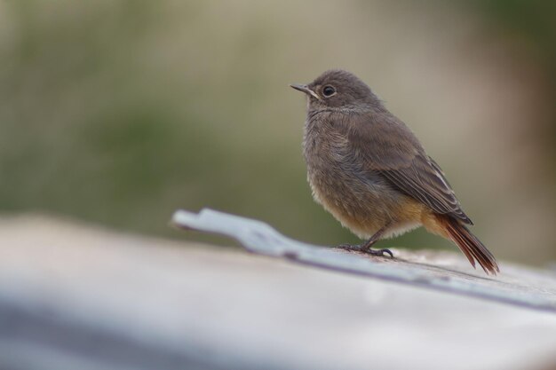 Foto close-up van een vogel die zit