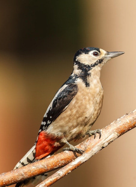 Close-up van een vogel die zit