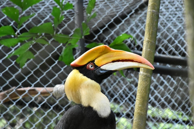 Foto close-up van een vogel in een kooi