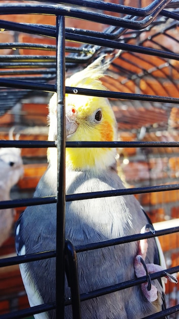 Close-up van een vogel in een kooi