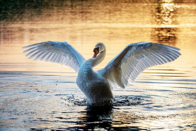 Foto close-up van een vogel in een meer