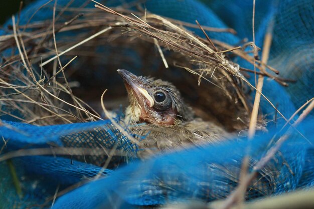 Foto close-up van een vogel in een nest