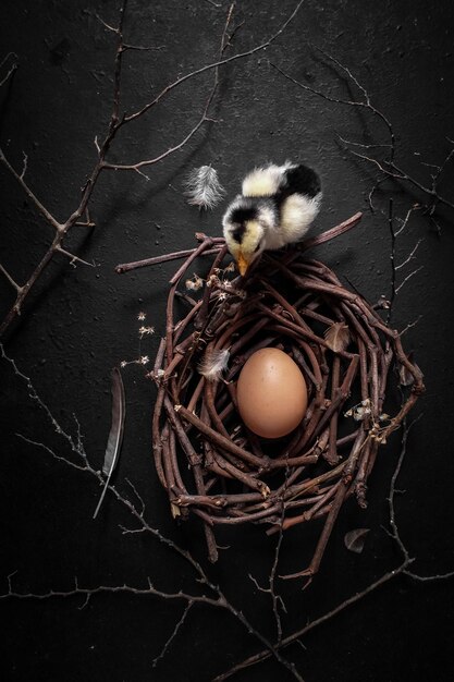 Foto close-up van een vogel in het nest