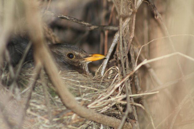 Foto close-up van een vogel in het nest