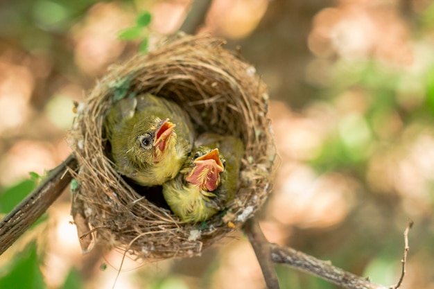 Close-up van een vogel in het nest