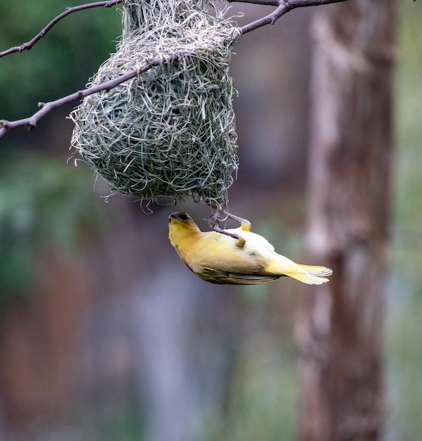 Foto close-up van een vogel in het nest