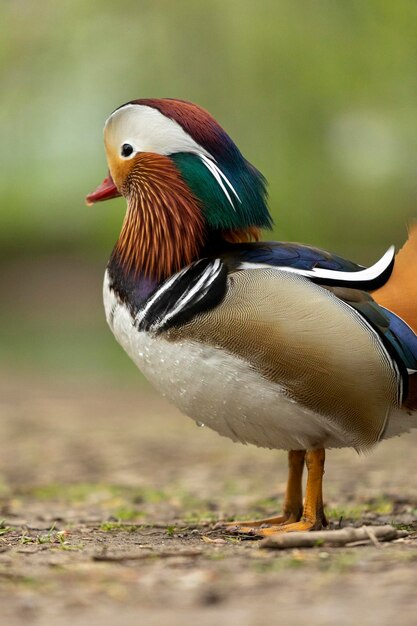 Foto close-up van een vogel mandarijn eend