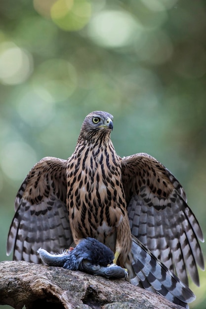 Close-up van een vogel met een dood dier op een rots
