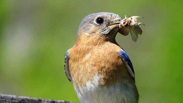 Foto close-up van een vogel met een mot in de snavel