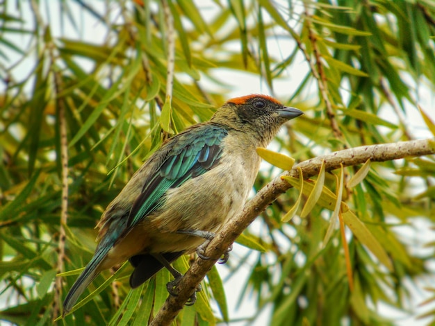 Close-up van een vogel op een boom