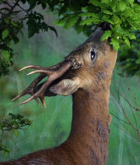 Foto close-up van een vogel op een boom