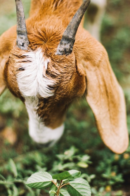 Foto close-up van een vogel op een boom