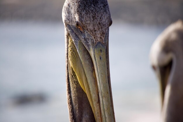 Foto close-up van een vogel op een houten paal