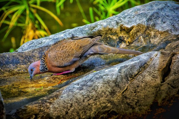 Foto close-up van een vogel op een rots bij het water