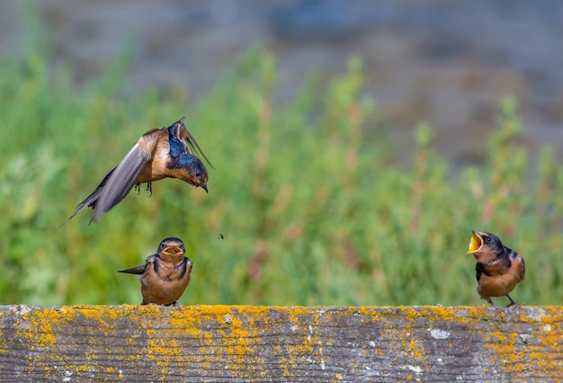 Foto close-up van een vogel op een rots