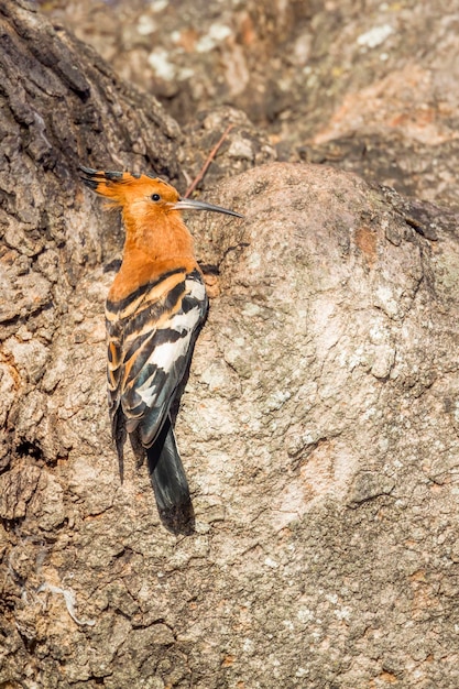 Close-up van een vogel op een rots
