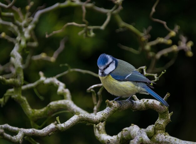 Close-up van een vogel op een tak