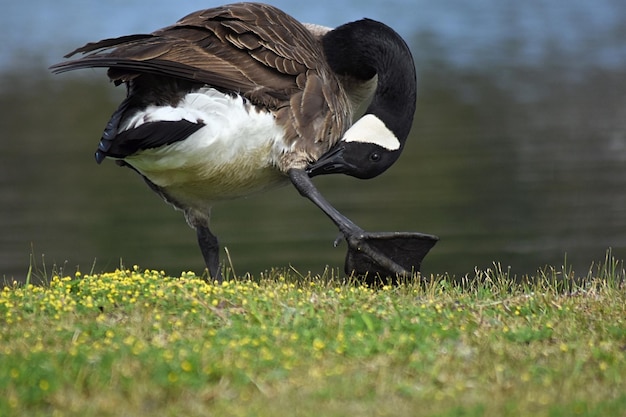 Foto close-up van een vogel op het gras