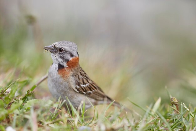 Close-up van een vogel op het gras