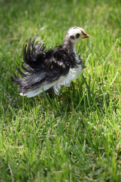 Foto close-up van een vogel op het gras