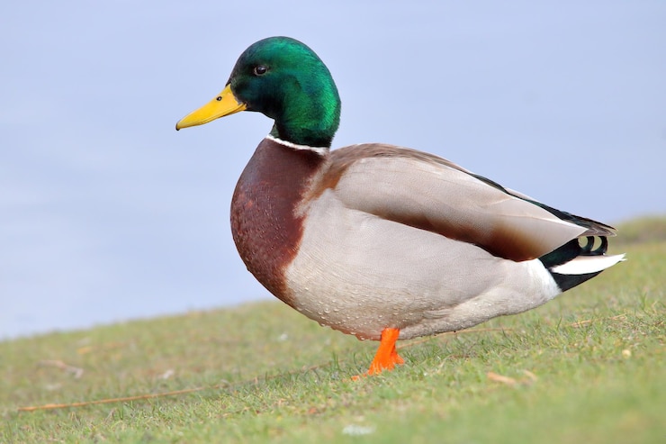 Foto close-up van een vogel op het land