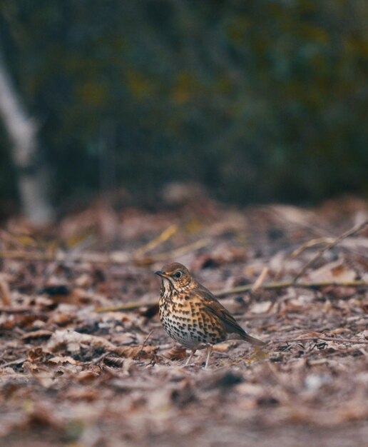 Foto close-up van een vogel op het land