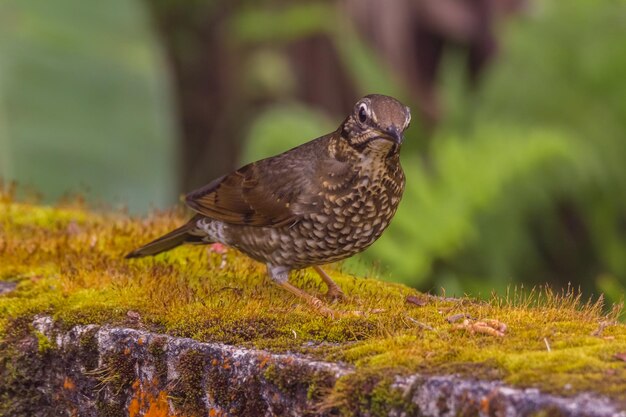 Foto close-up van een vogel op het land