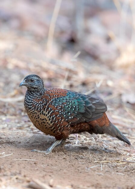 Foto close-up van een vogel op het land