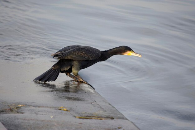 Foto close-up van een vogel op het meer