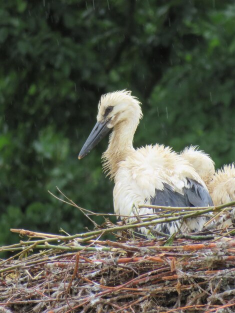 Foto close-up van een vogel op het nest