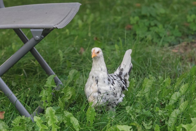 Foto close-up van een vogel op het veld