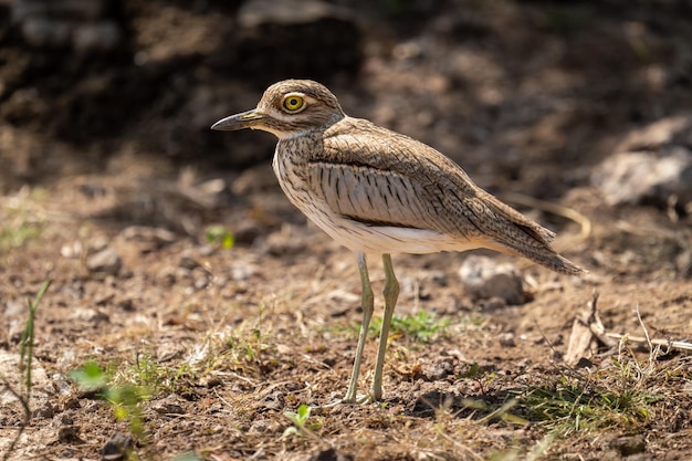 Close-up van een vogel op het veld