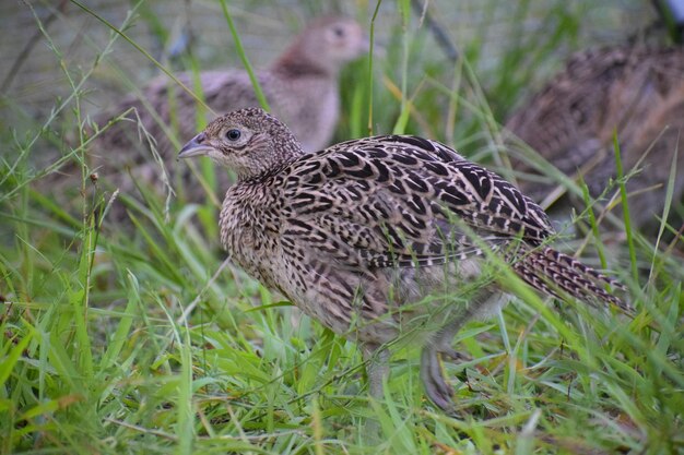 Foto close-up van een vogel op het veld