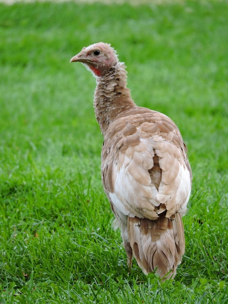 Foto close-up van een vogel op het veld