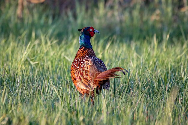 Close-up van een vogel op het veld