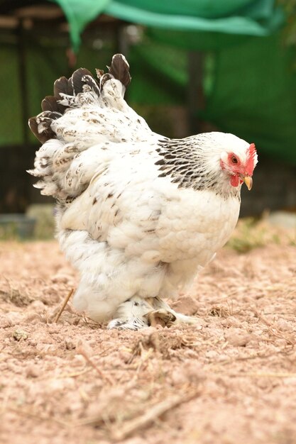 Foto close-up van een vogel op het veld