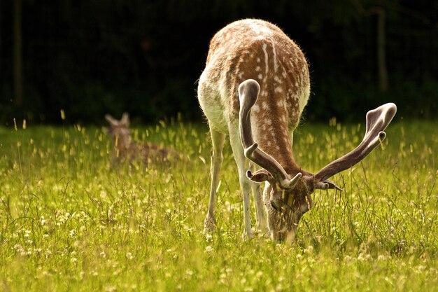 Foto close-up van een vogel op het veld