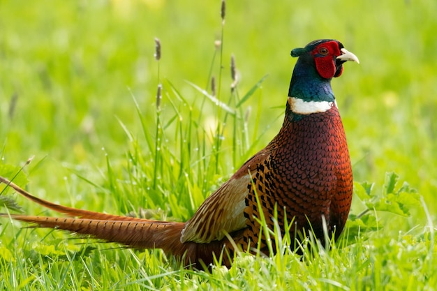 Foto close-up van een vogel op het veld