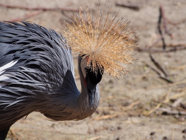 Foto close-up van een vogel op het veld