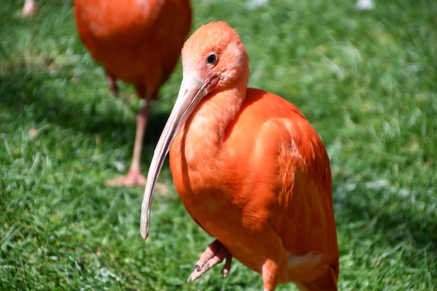 Foto close-up van een vogel op het veld