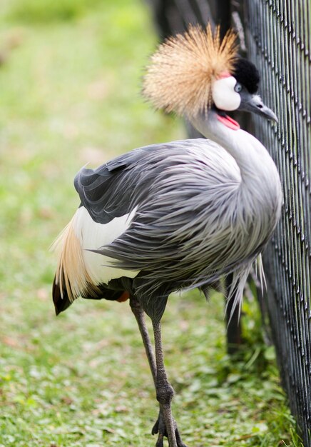 Foto close-up van een vogel op het veld