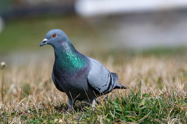 Foto close-up van een vogel op het veld