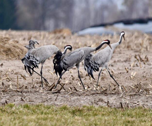 Close-up van een vogel op het veld