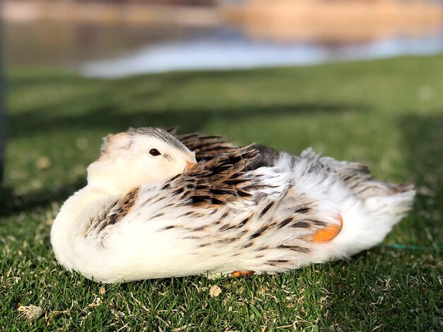 Foto close-up van een vogel op het veld