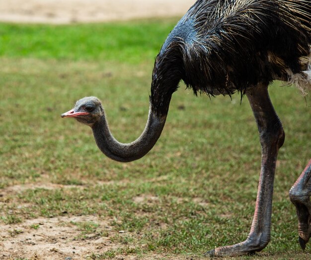 Close-up van een vogel op het veld